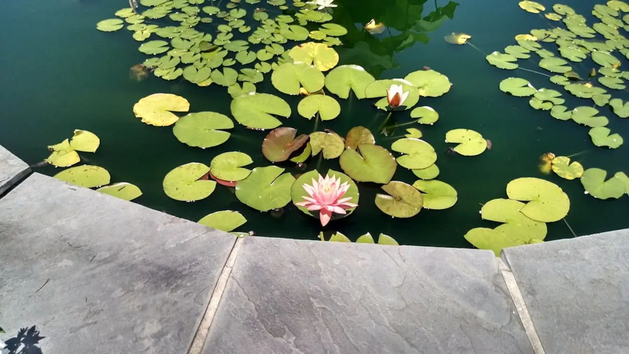 Integrating Water Features for a Serene Outdoor OasisIllustration